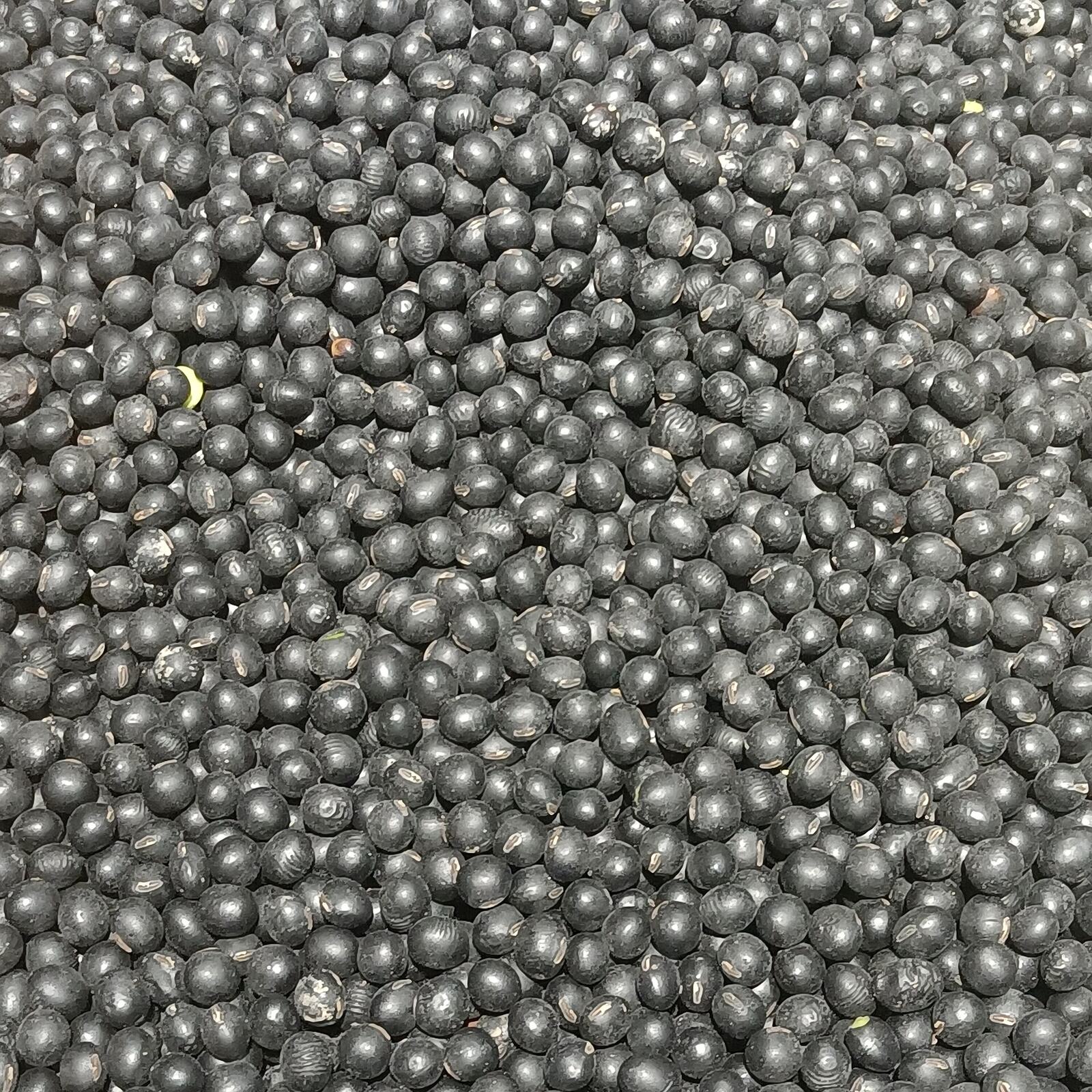 Black soybeans