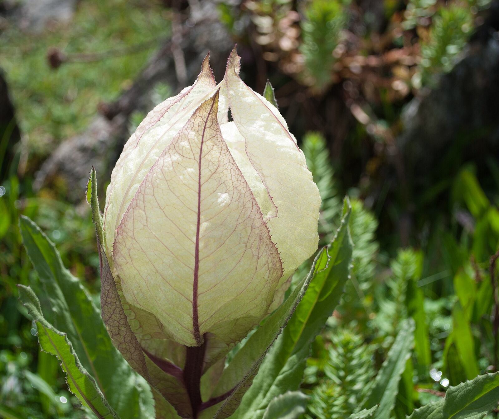 Brahma Kamal