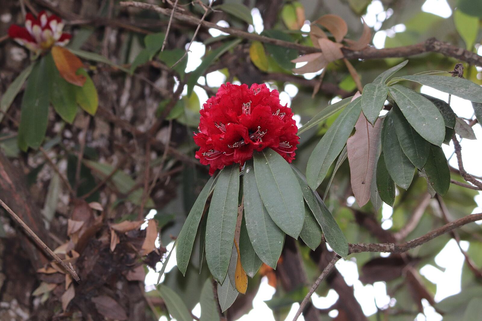 Buransh