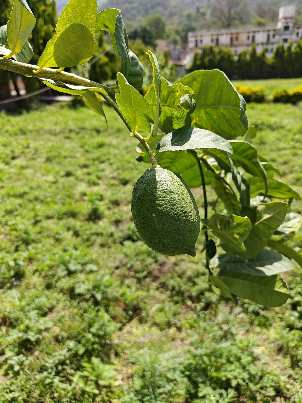Galgal Lemon