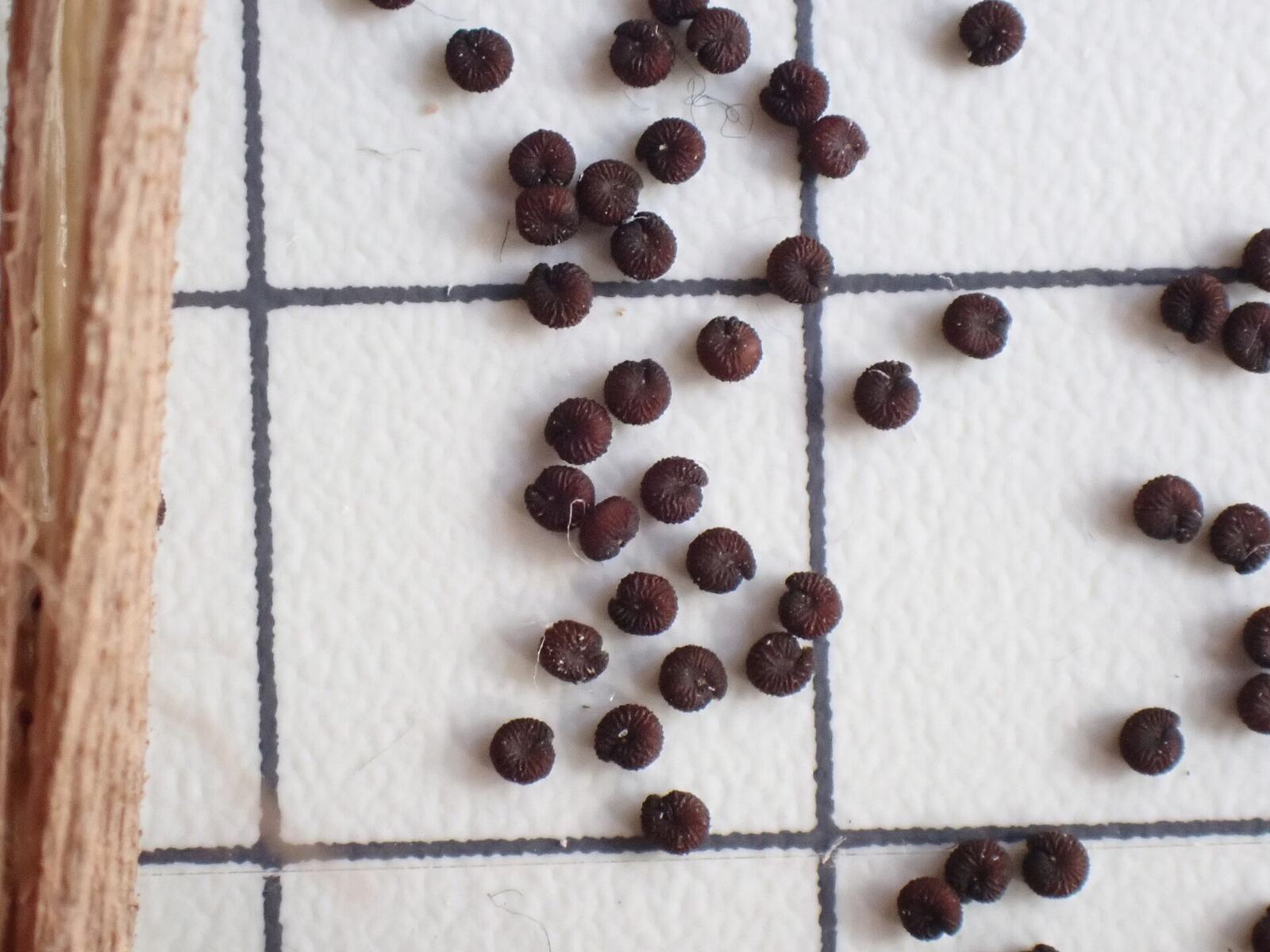 Cleome viscosa seeds in Ishigaki, Okinawa