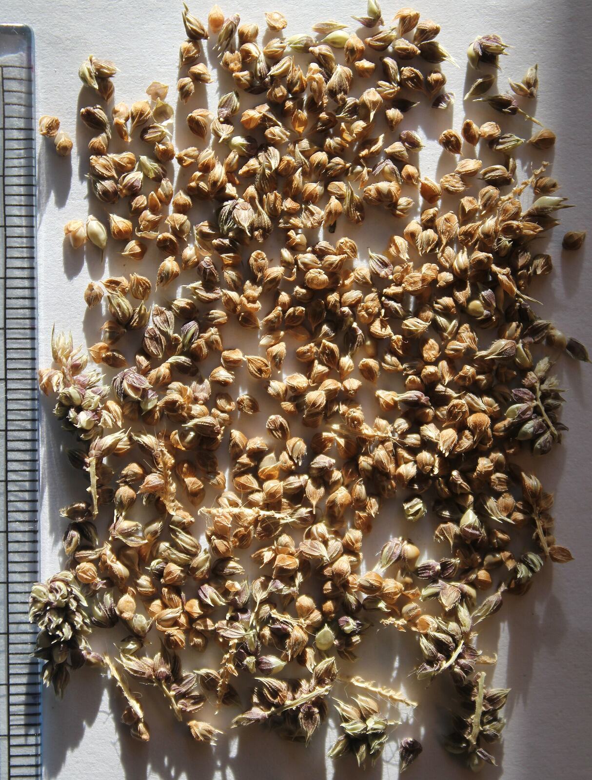 Echinochloa frumentacea seeds, by Omar Hoftun
