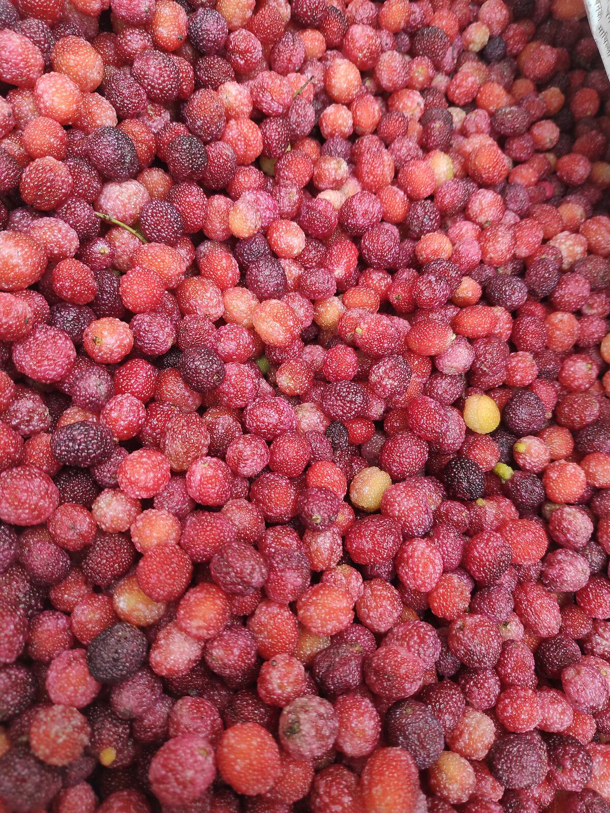 Myrica esculenta