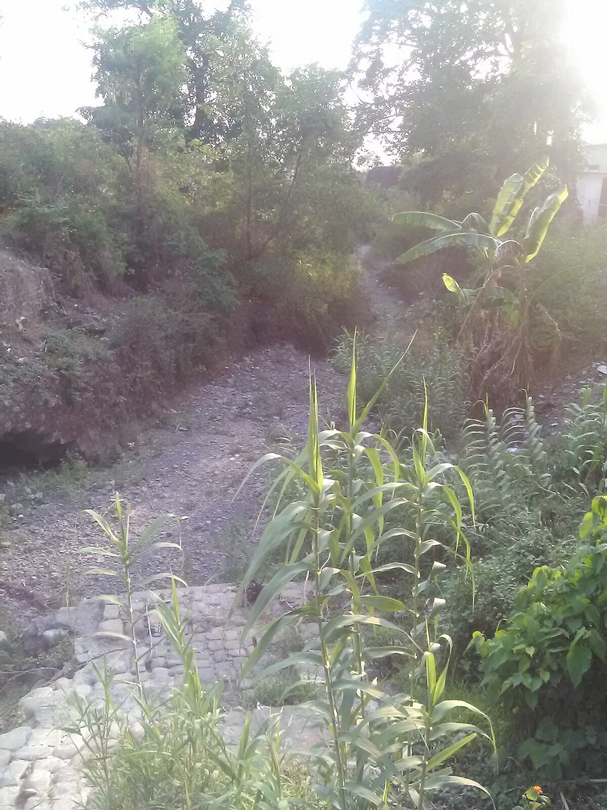 Man-Eaters of Kumaon