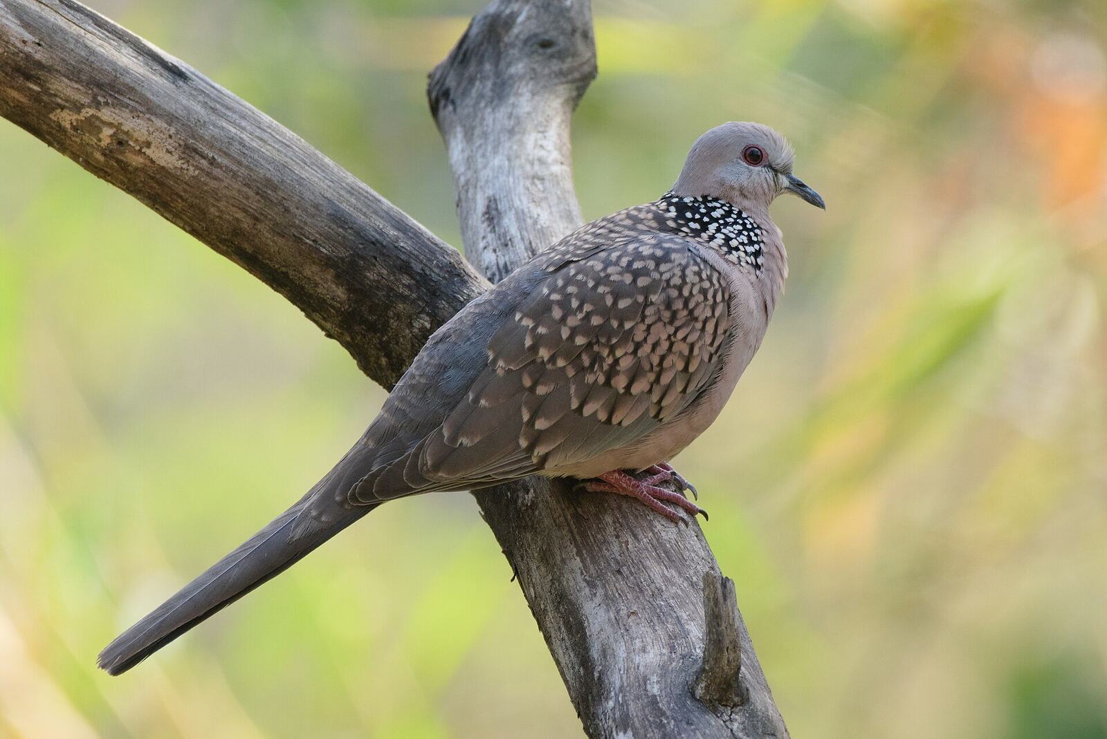 Spotted dove (Spilopelia chinensis) at Kairwaan goa, Uttarakhand 01